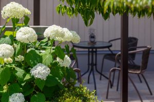 アナベルの白い花がテラスに良く似合います。