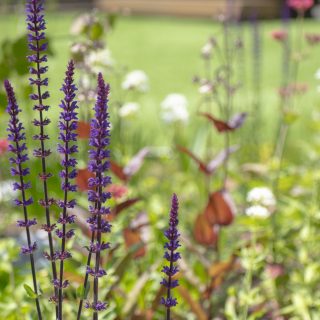沢山の植物を植えて自然と触れ合える空間に