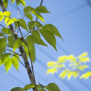 アオダモがお庭を上質に彩ります