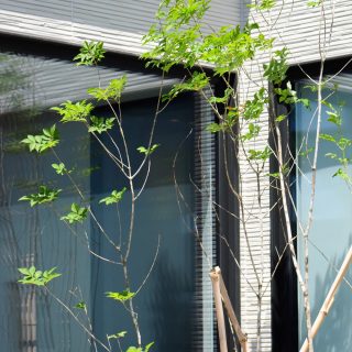 背の高いアオダモで季節を感じられます