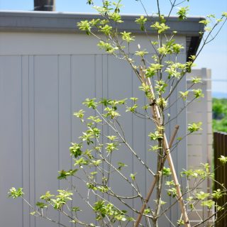 背の高い植栽は存在感があります